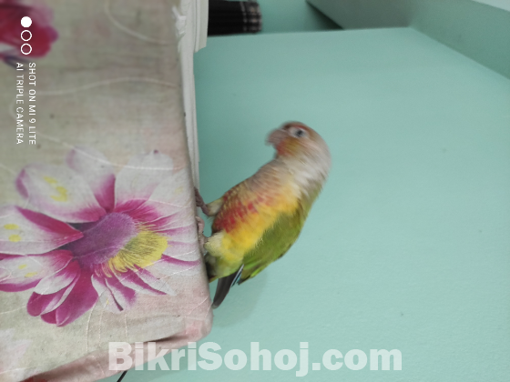 অসম্ভব চোখ জুড়ানো, চঞ্চল, চমৎকার কুনুর পাখি বিক্রি